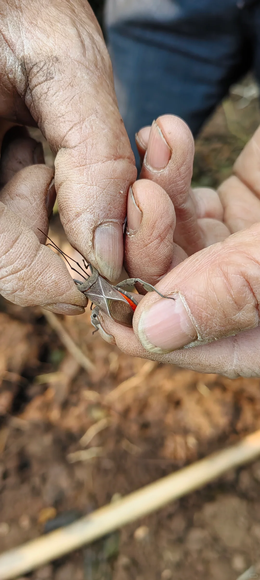 小乔木移植施工流程，第二节选