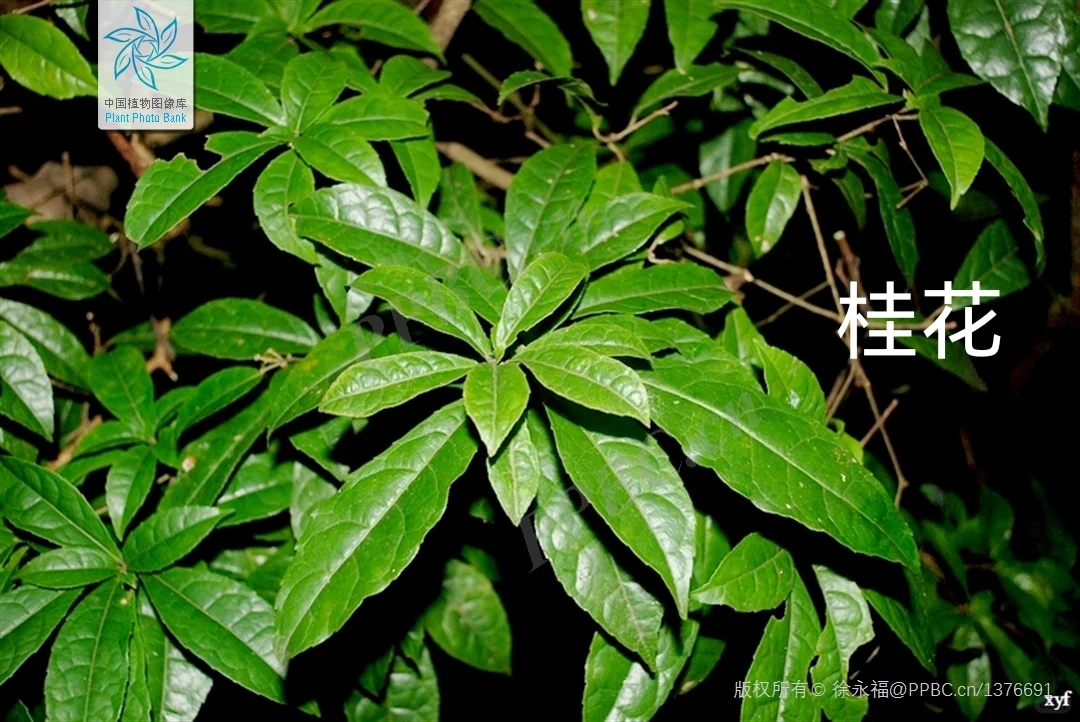 华东｜园林常用的落叶阔叶乔木?附照片