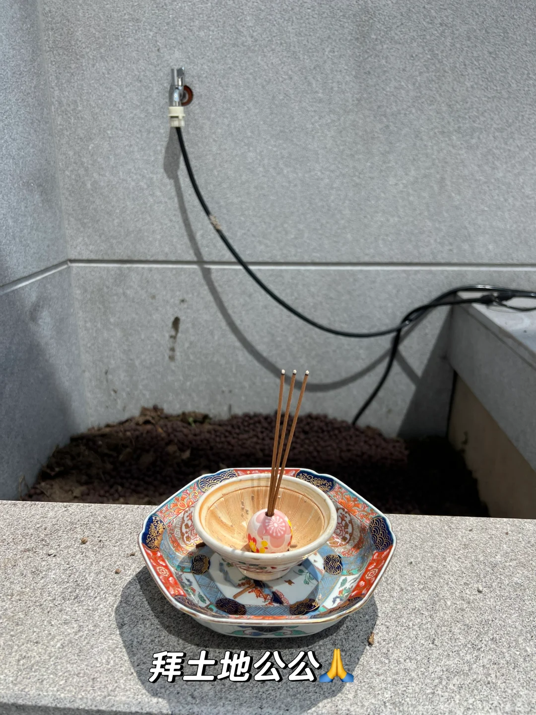 网购奔现 庭院大树? 罗汉松落地！