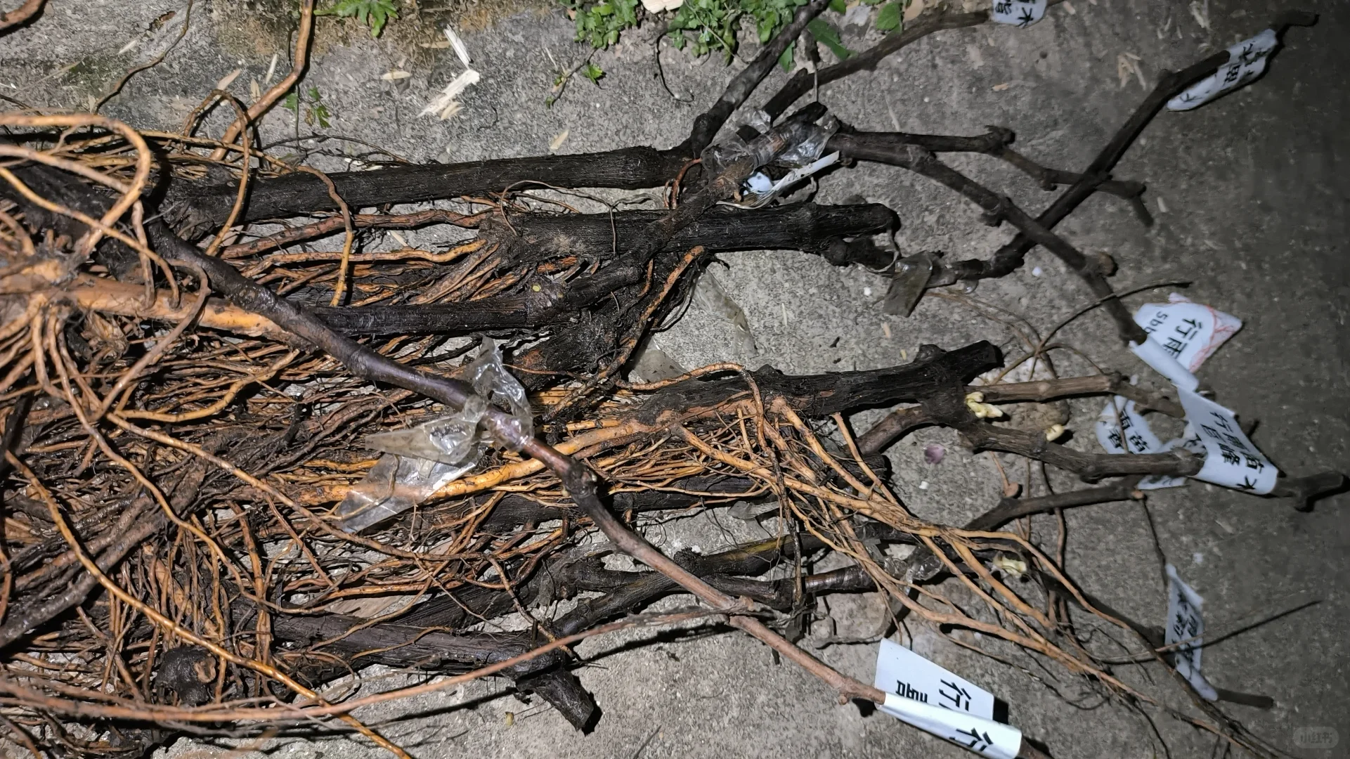 行雨，李志贺，宝利福利苗收到?