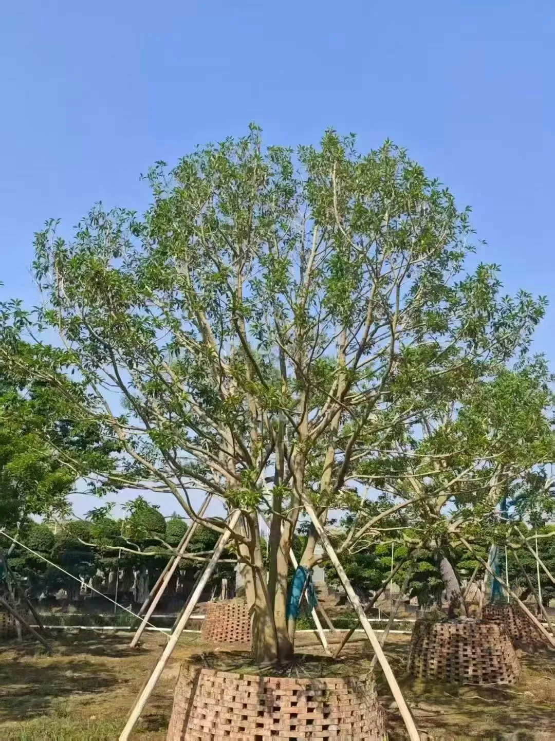精品丛生冬青