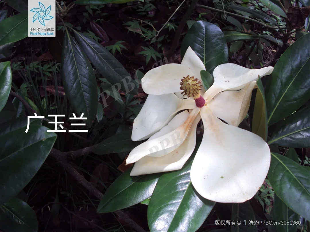 华东｜园林常用的落叶阔叶乔木?附照片