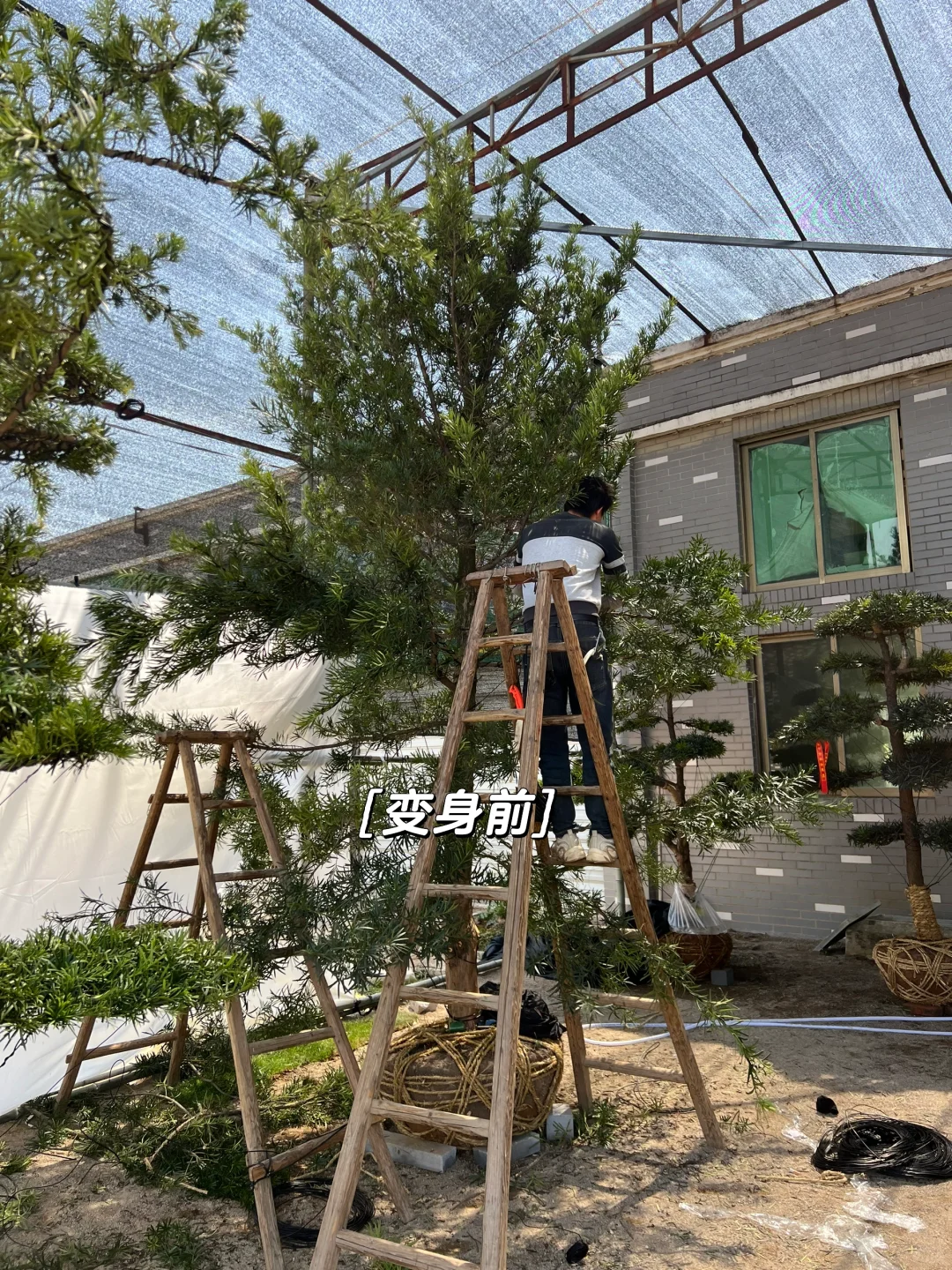 网购奔现 庭院大树? 罗汉松落地！