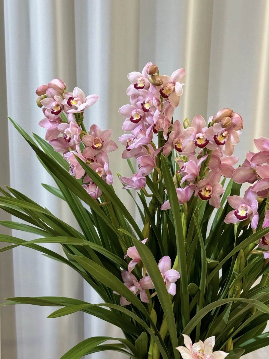 大花惠兰 最近的销冠?