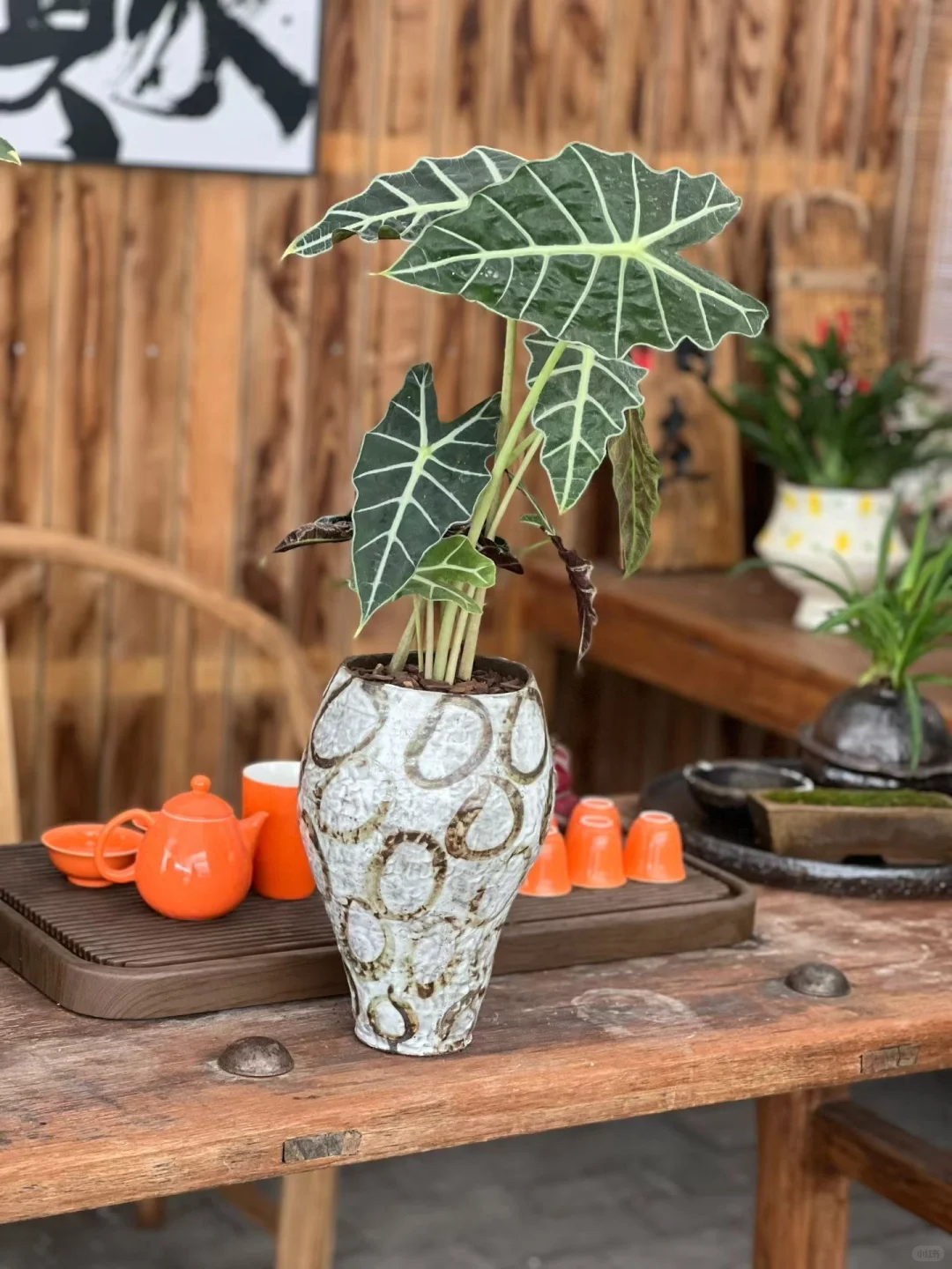 快来为家中添置些漂亮绿植吧！新货上架！