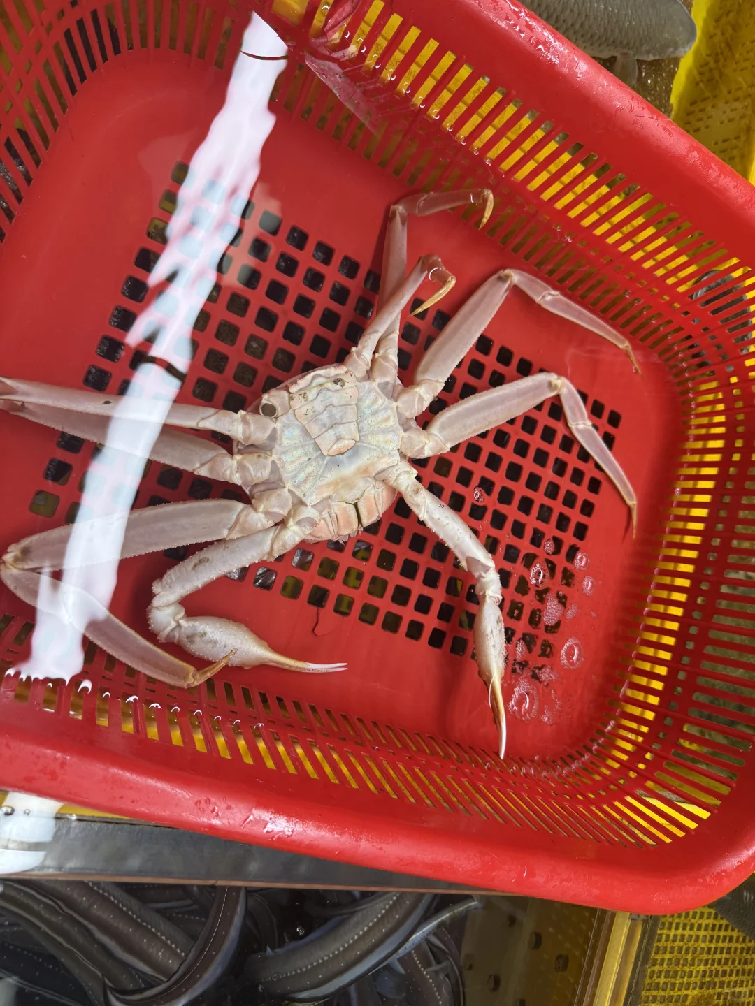 ?在釜山札嘎其市场吃到了人生螃蟹！！！