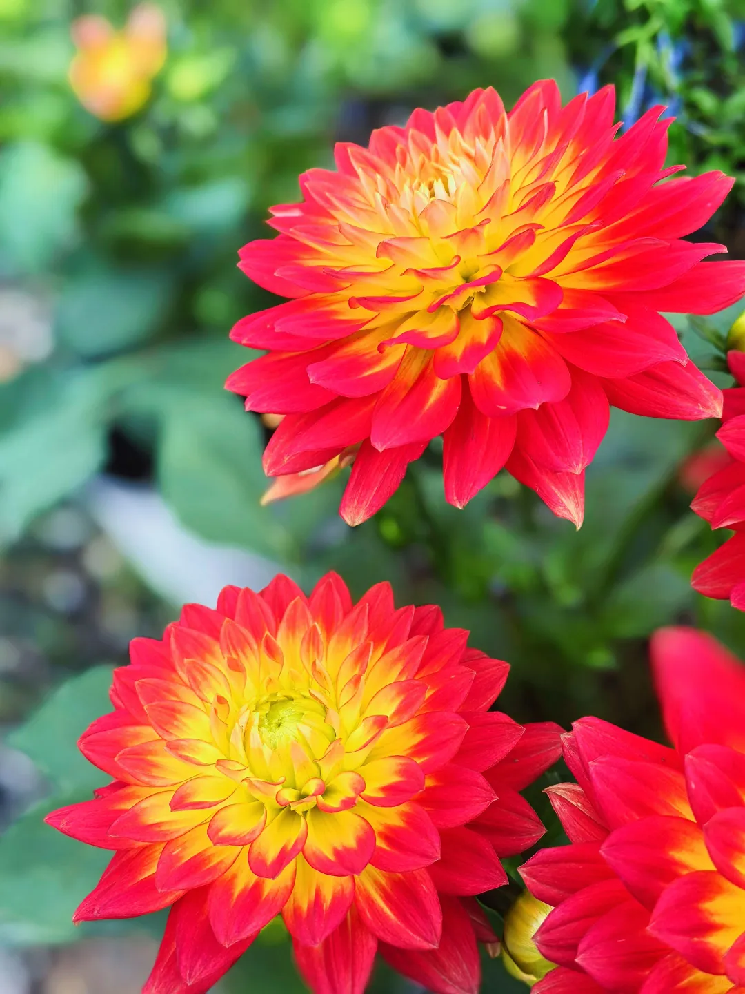 好看的花一定要分享给你（小丽花）