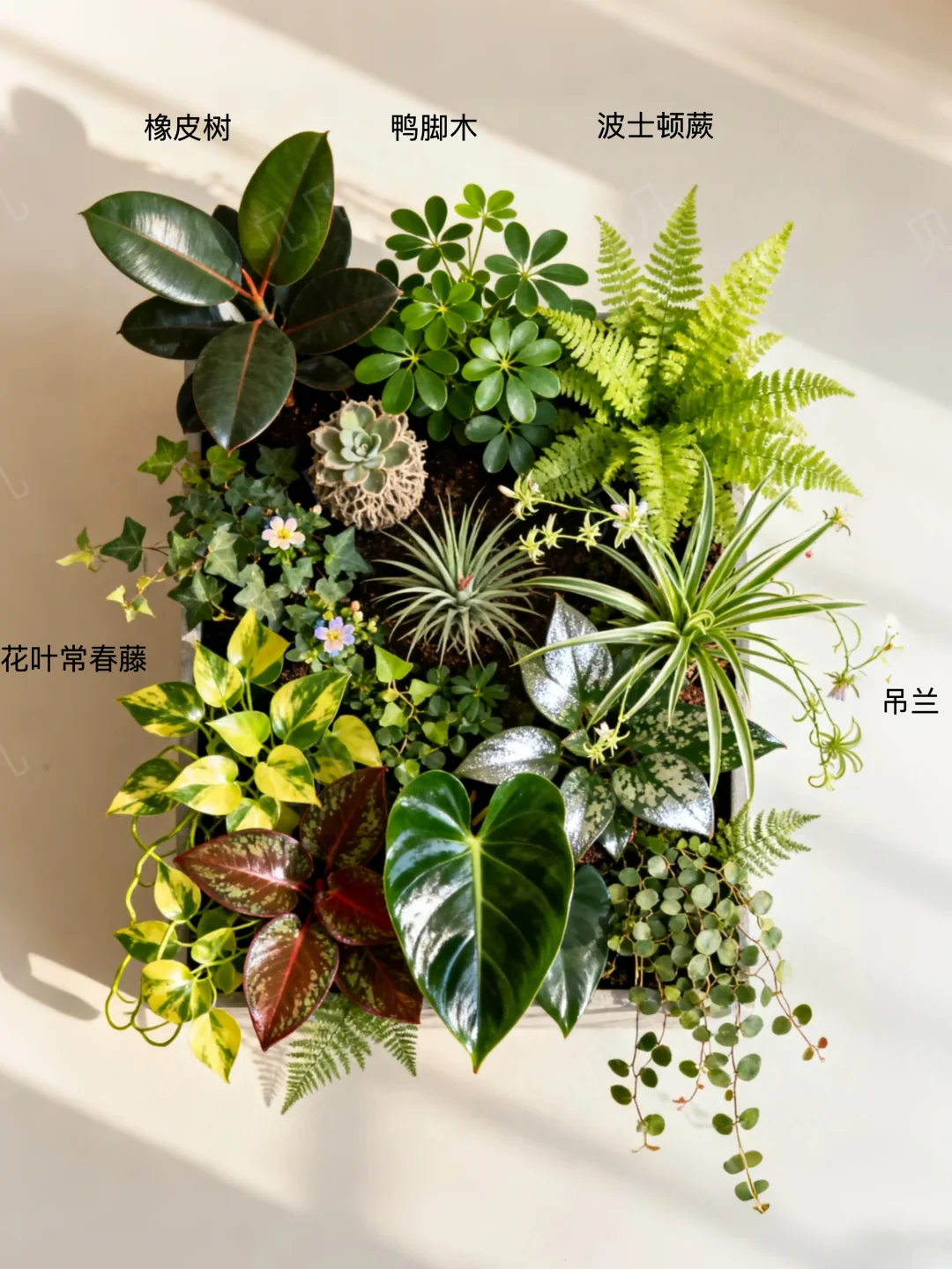 10种命超硬的植物｜在家轻松拥有小森林?