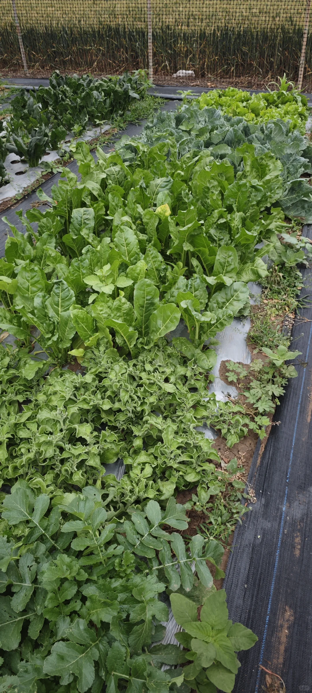 记录一下农场菜地的现状