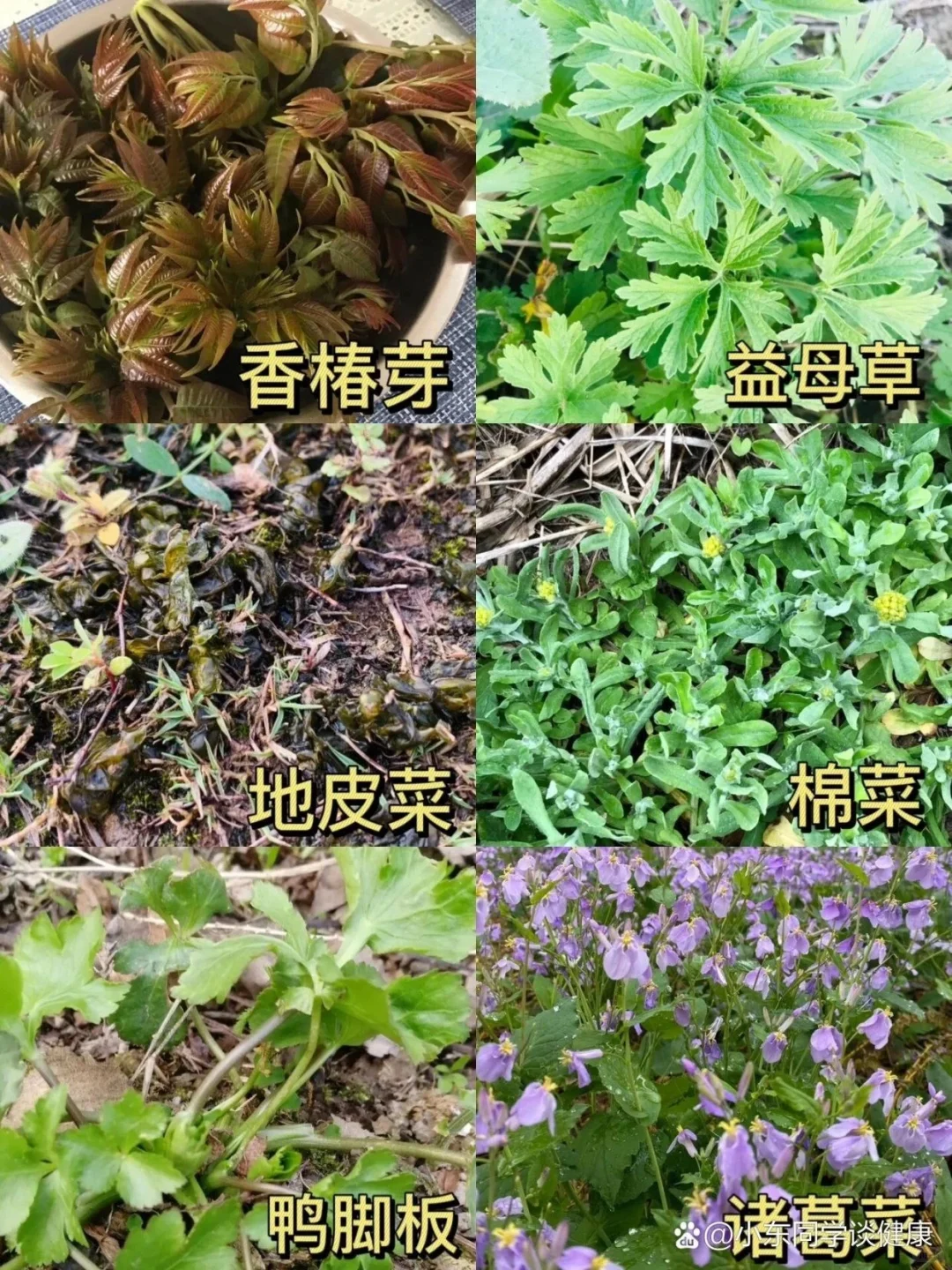 教你认识果蔬part2