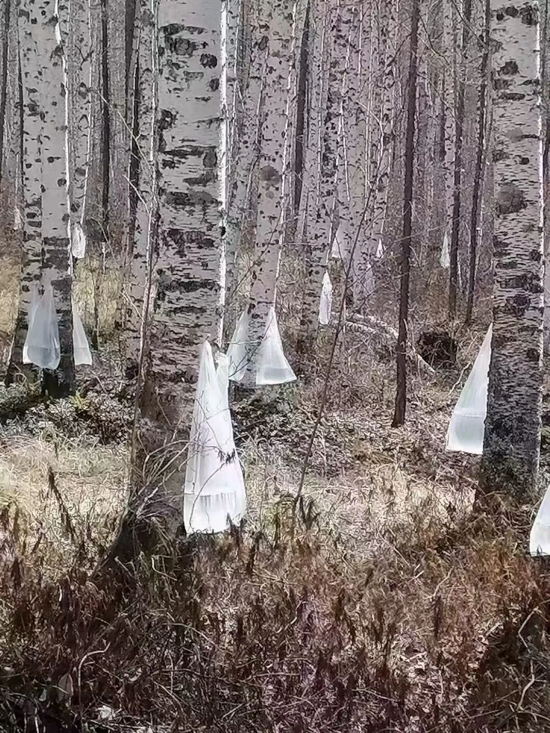 大兴安岭最新采集桦树汁原汁