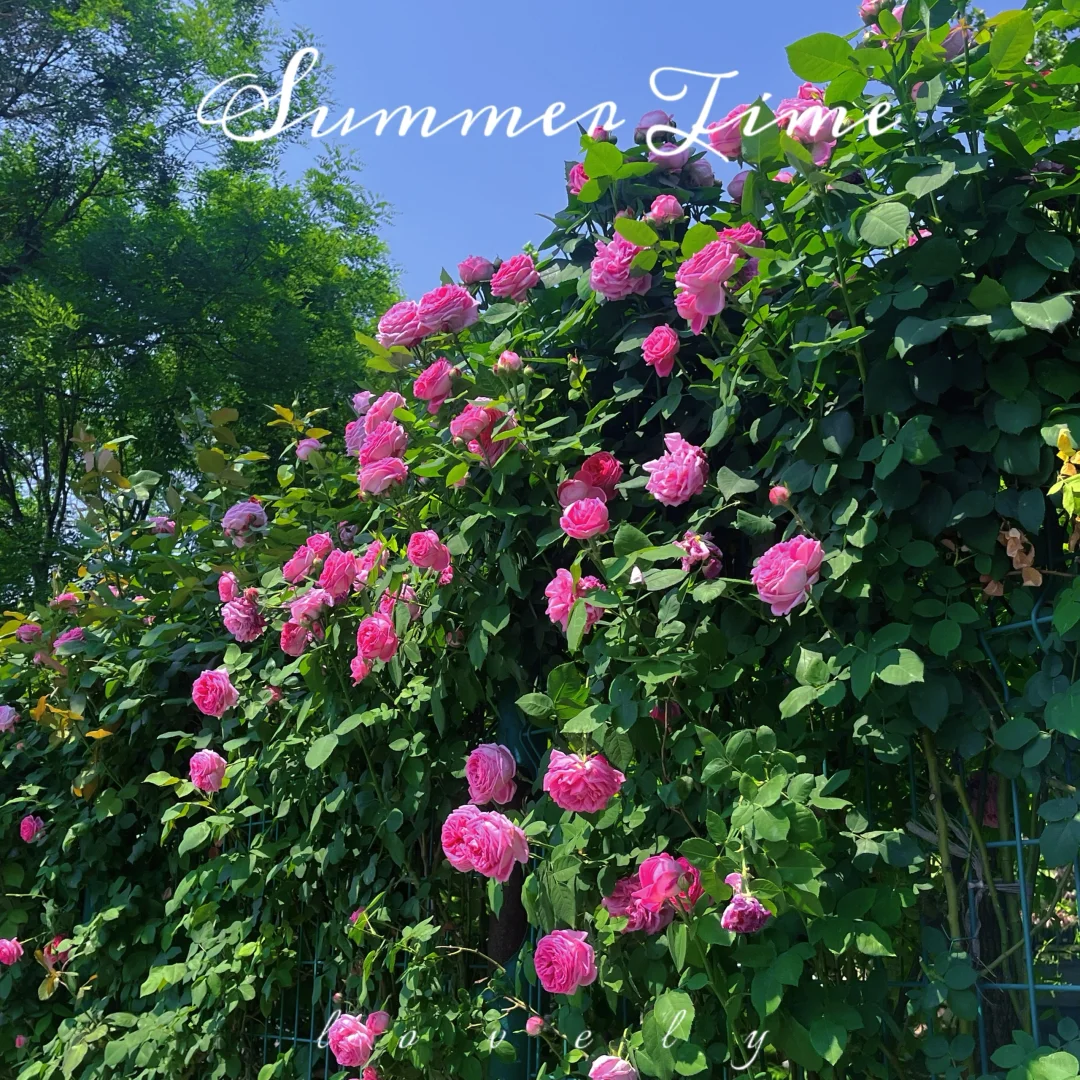 植物爱好者有自己的莫奈花园