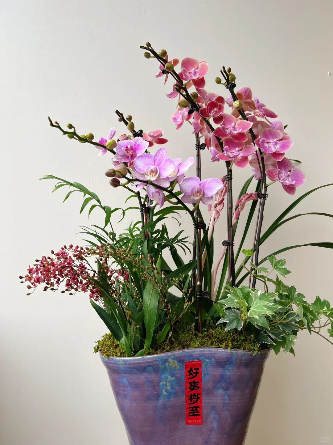 2025年宵花｜蝴蝶兰的美说不出来 ～