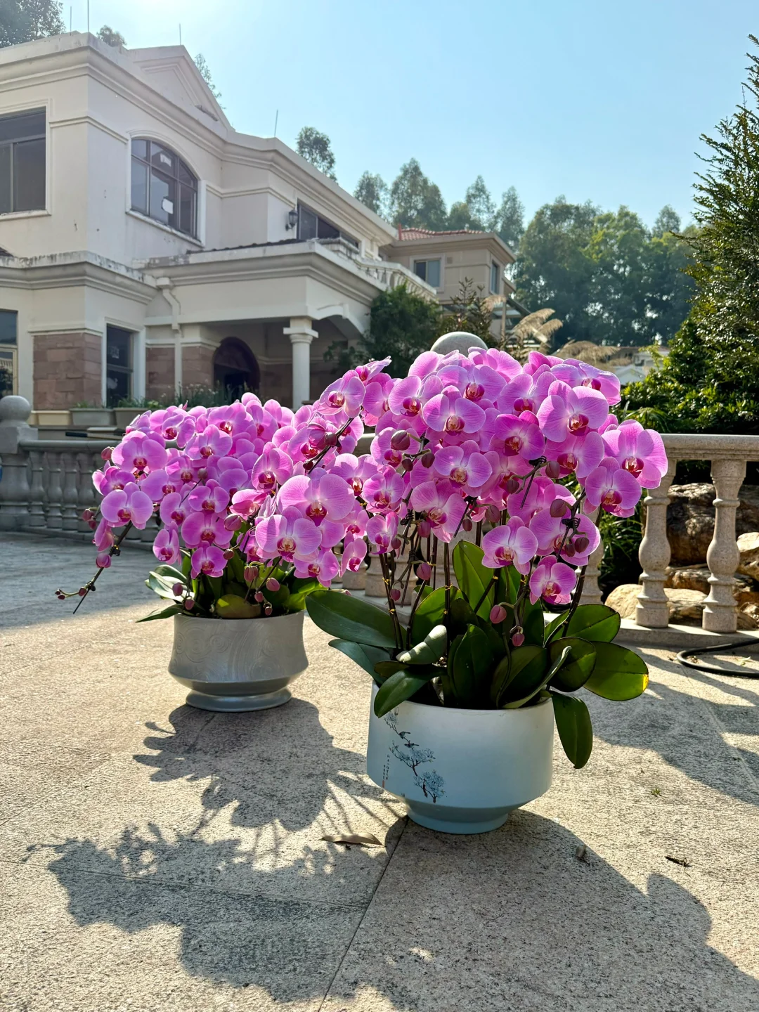 连盆十株230 ?顺德陈村蝴蝶兰下车！附地址~
