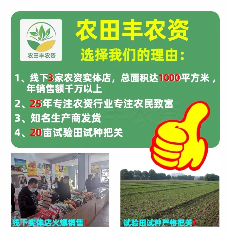 登海五彩糯玉米?抗病脆甜大田专用✨