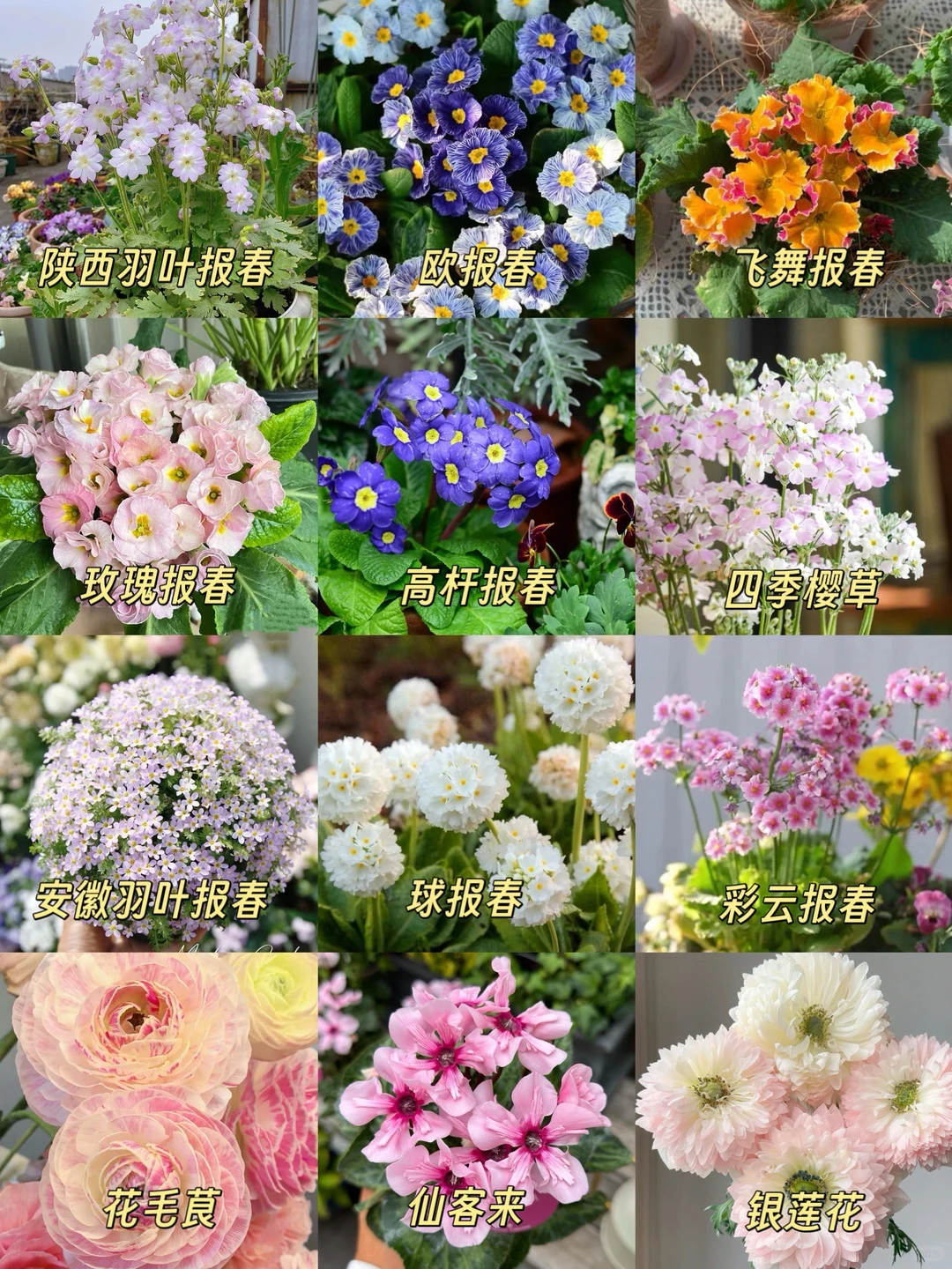 4️⃣8️⃣种冬天也能养的花 闭眼入不踩雷‼️