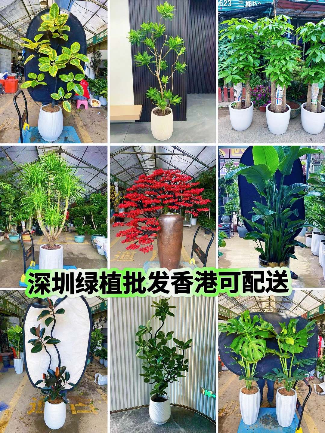 深圳绿植租赁批发，香港?配送