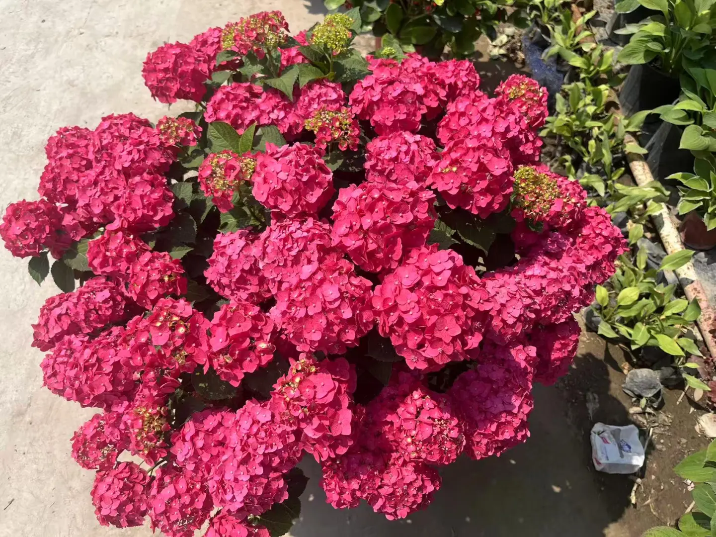 北京同城绿植基地