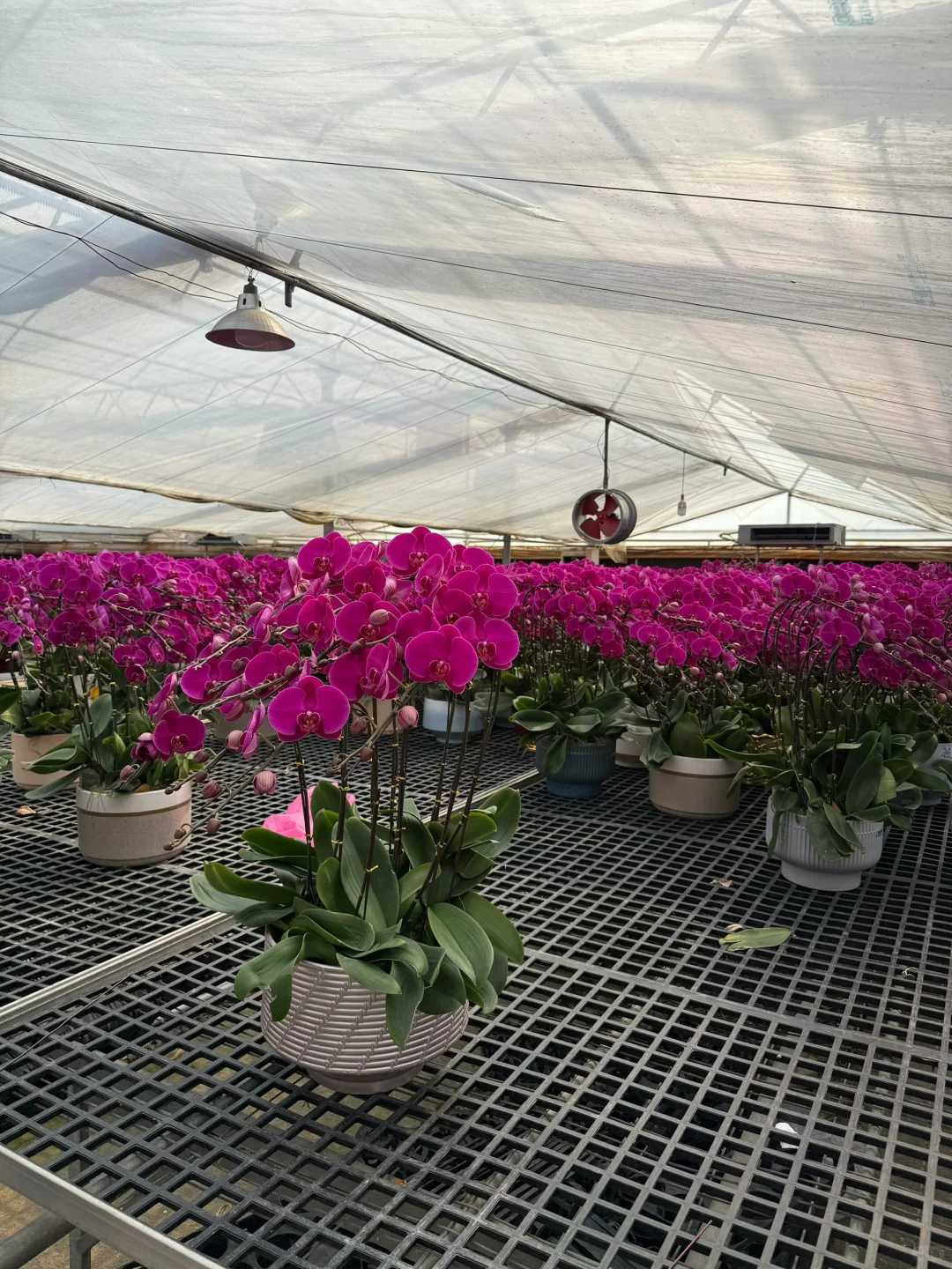 连盆十株230 ?顺德陈村蝴蝶兰下车！附地址~