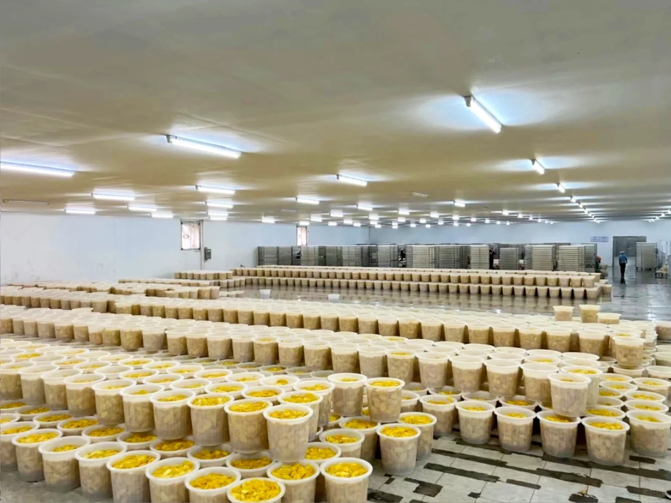 不卖完芒果干老板不让我回国