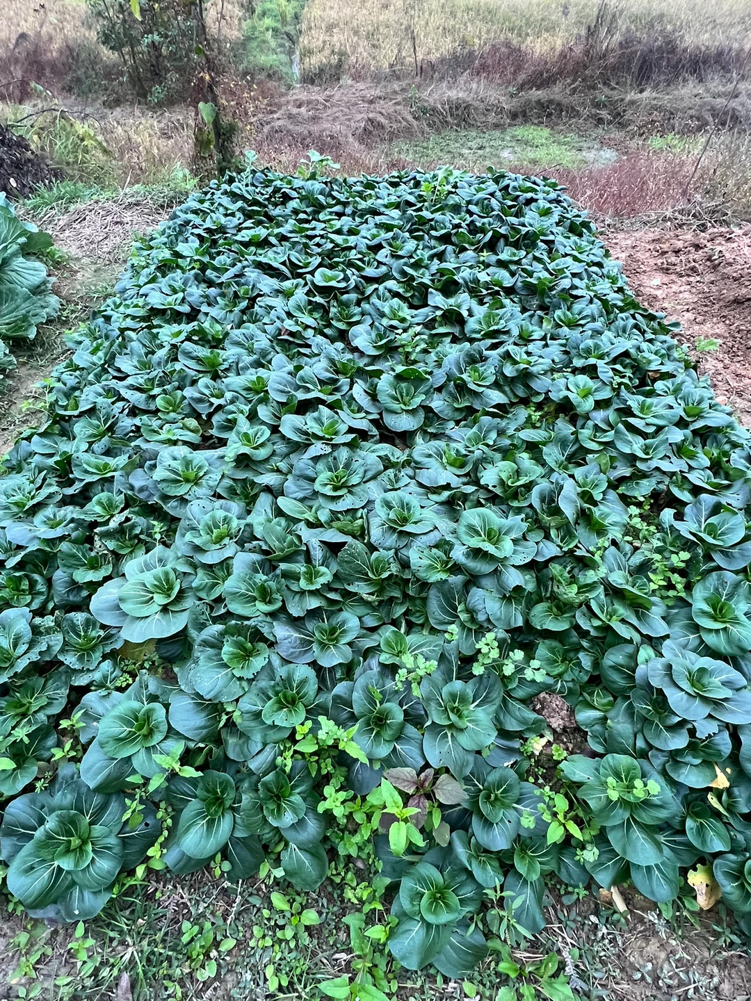 ?‍?我们生机勃勃的菜园子#长沙县农村