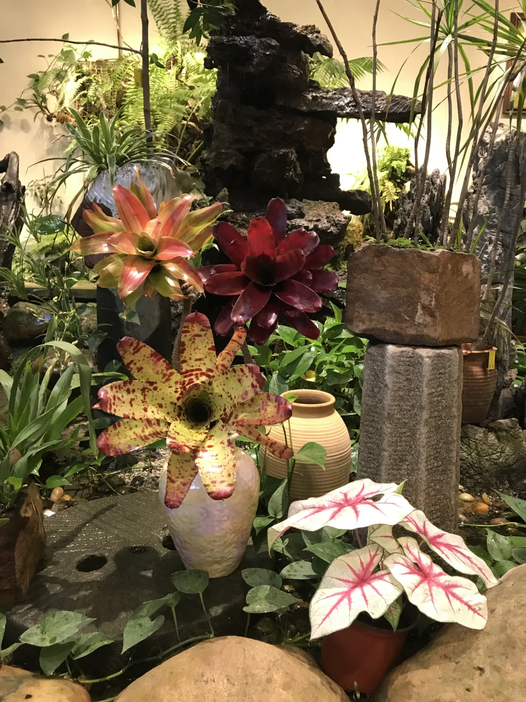 ?新品种草！积水凤梨，客厅C位