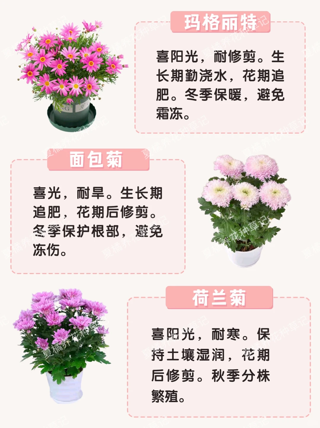 救命！这些粉粉嫩嫩的绿植也太治愈了吧