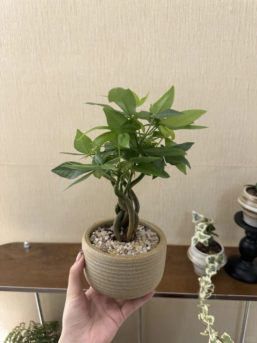 ?网购绿植开箱