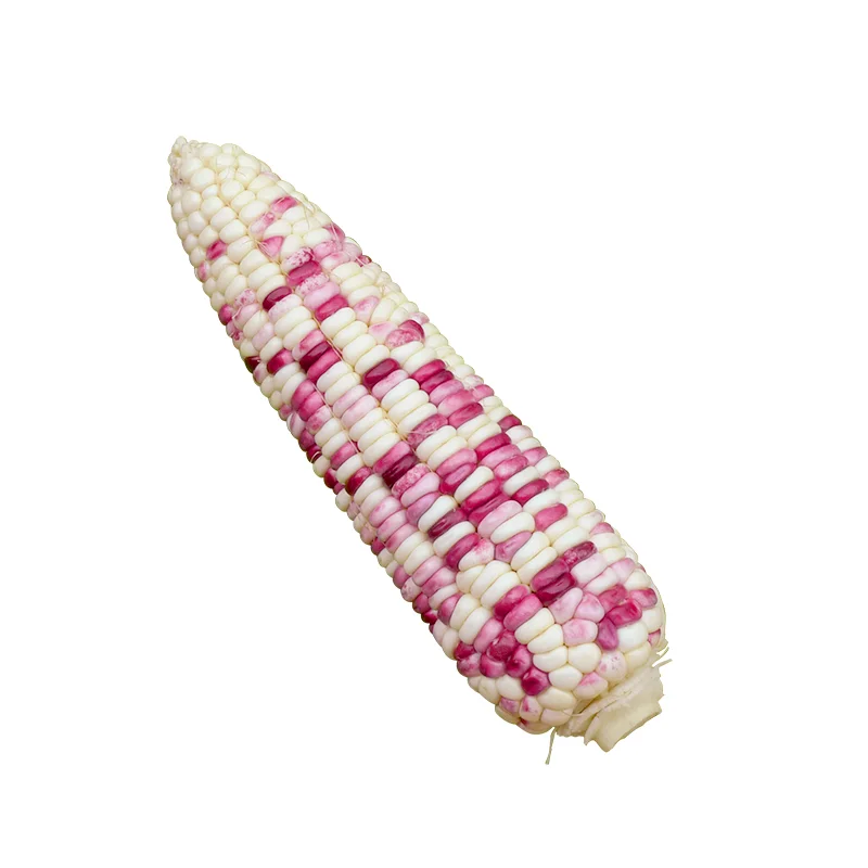 爆甜玉米种子?黑糯花粘全家爱