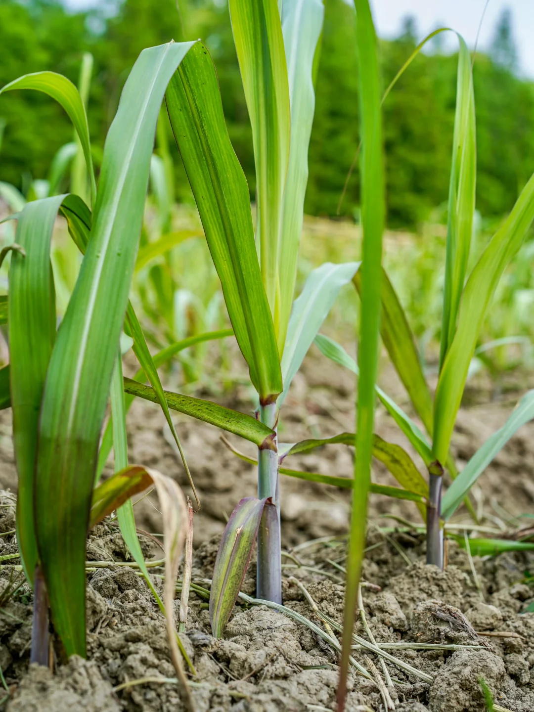 田园夏趣?乌村，让夏天的记忆不只有冰淇淋