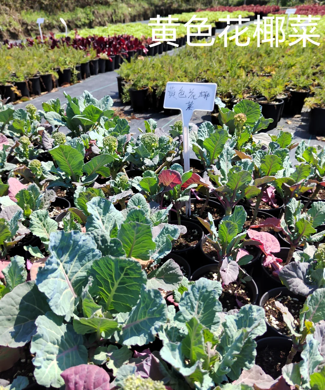 春季各种观赏蔬菜品种