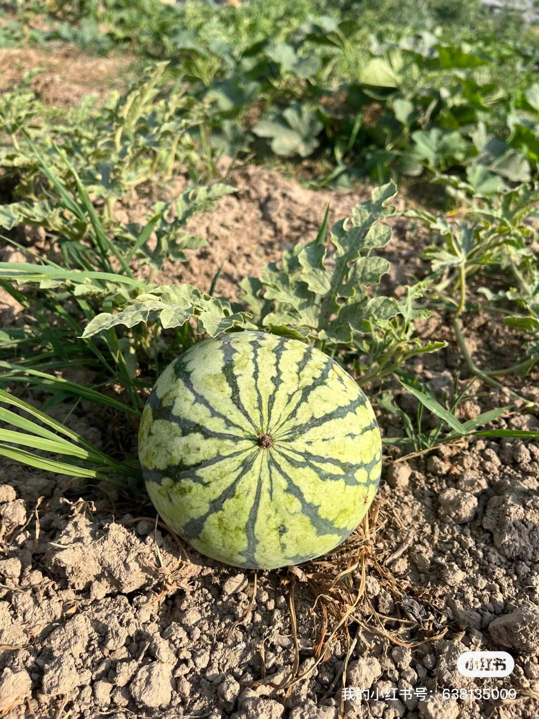 小菜园的菜涨势喜人啊?