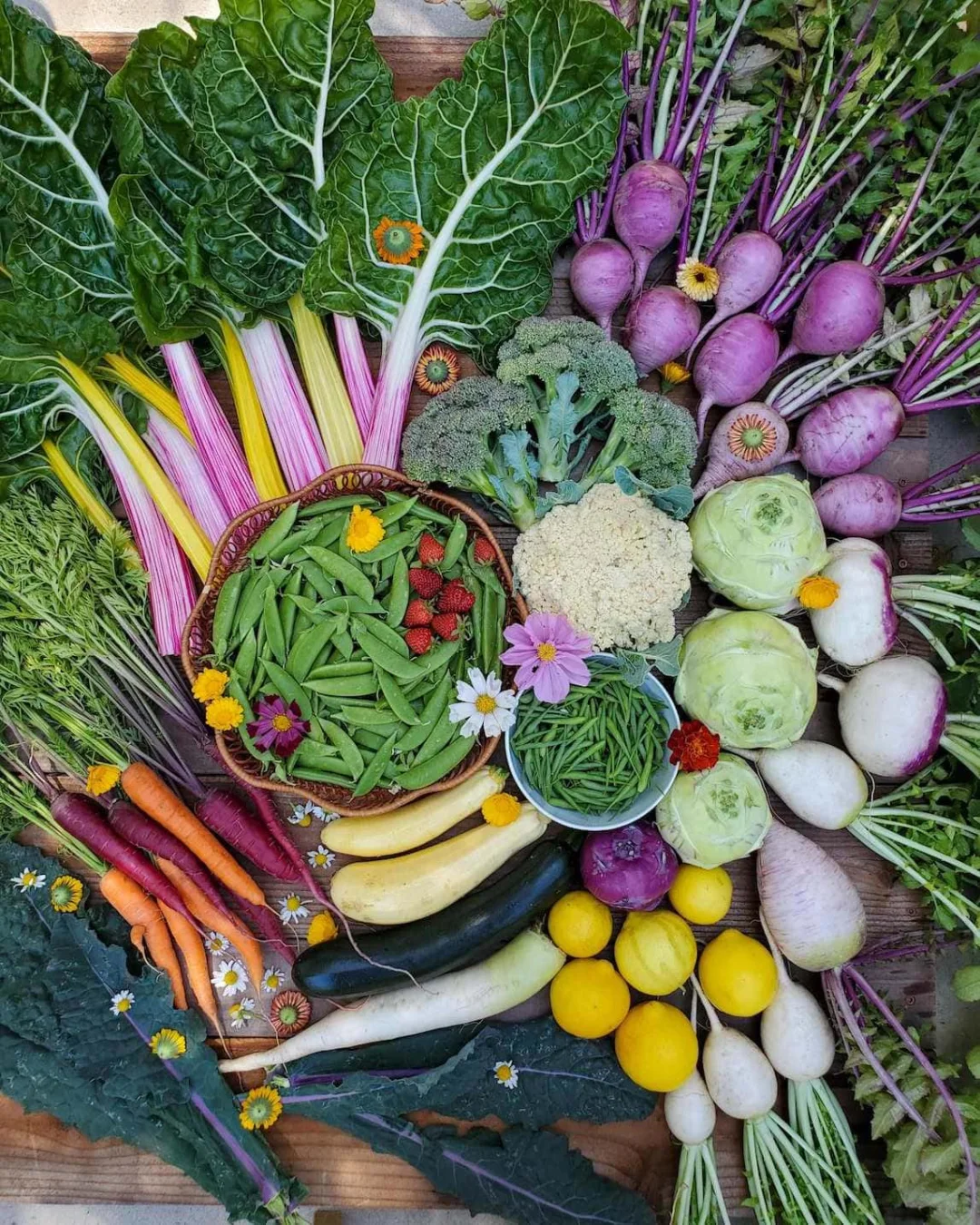 我们种植了什么：2024年秋冬花园