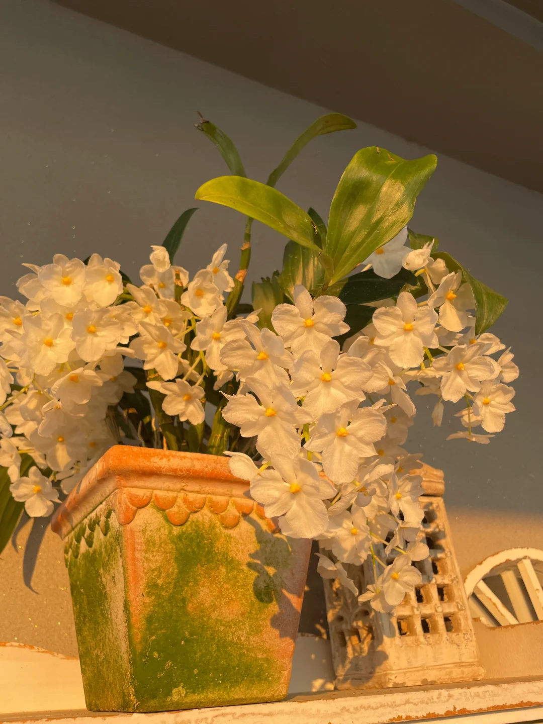 我的兰花（二）