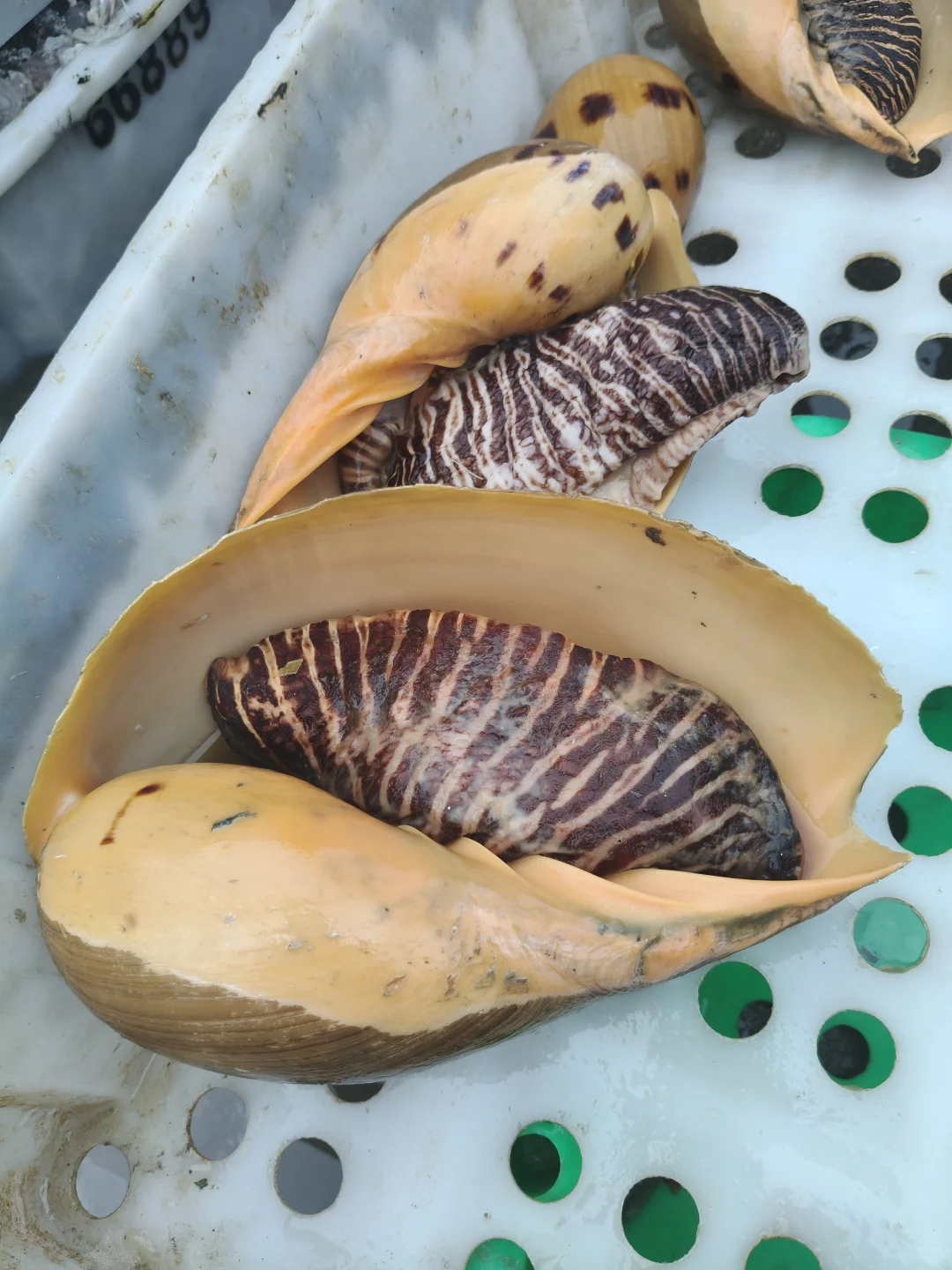 陵水本地人狂推❗️免费带买海鲜+自家加工