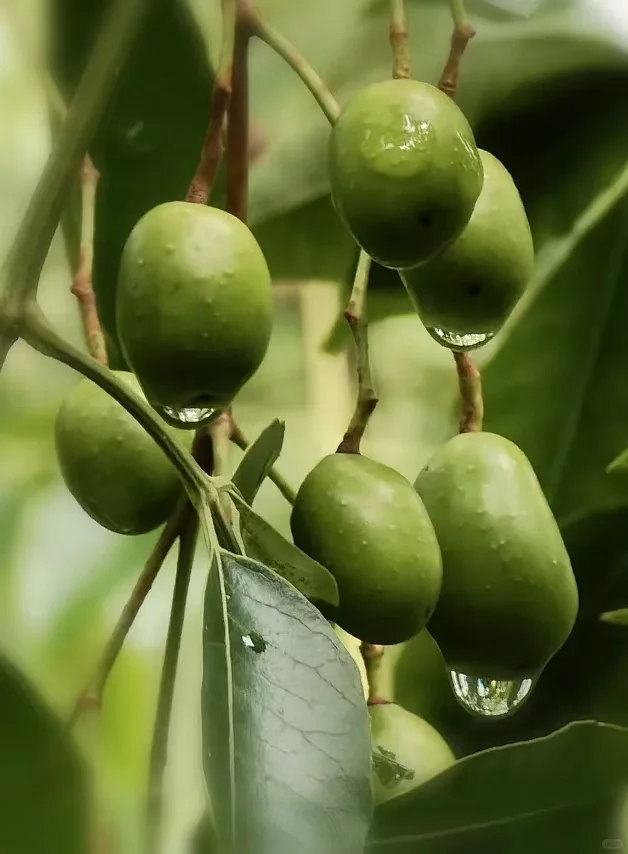 护肤成分-油橄榄