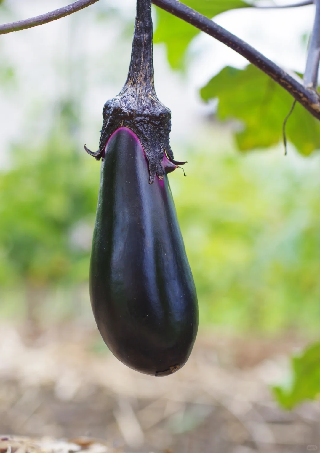 北京农场四季蔬菜不间断，冬季采摘不停歇！