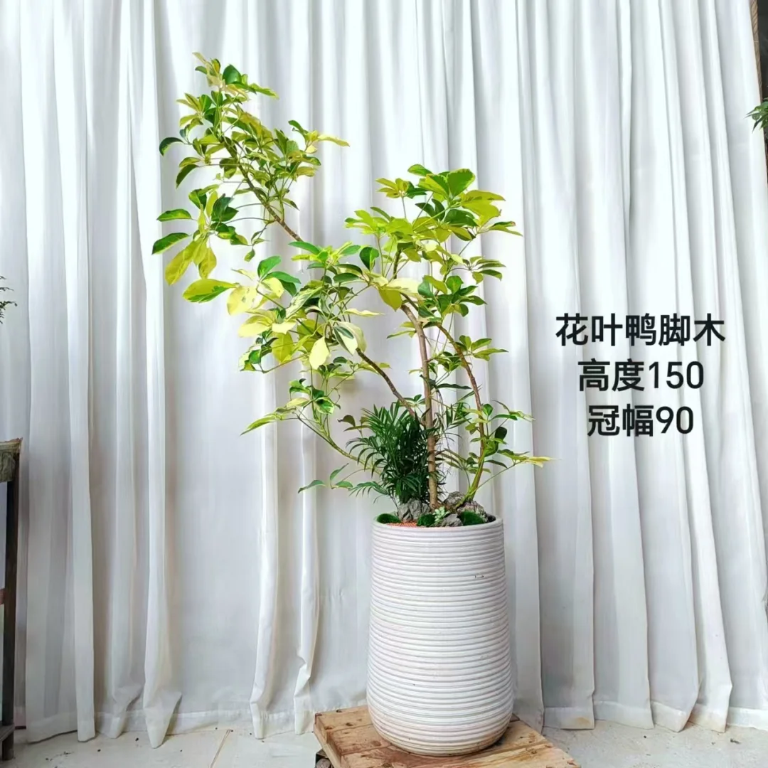 办公室必备的8️⃣款绿植☘️