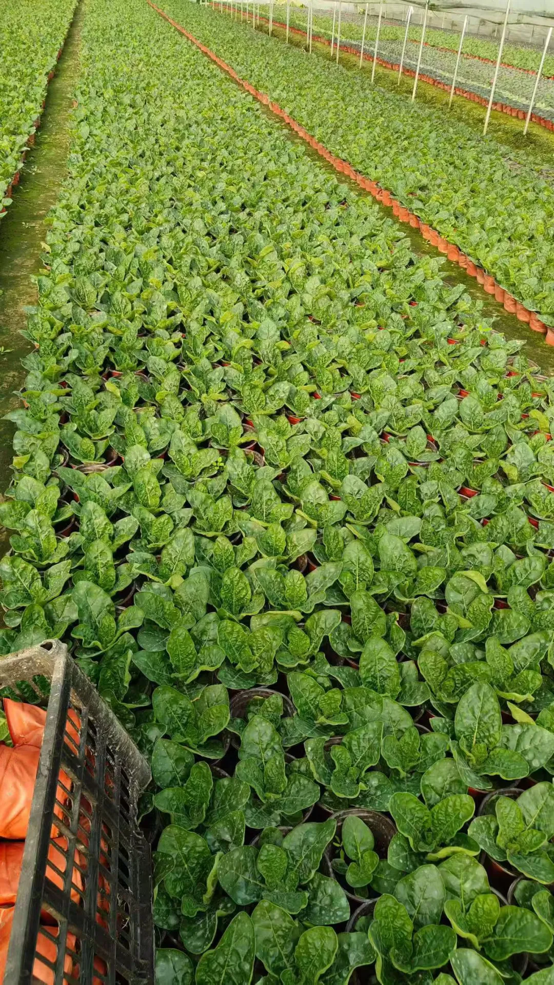 花烟草 基地直销有货有量