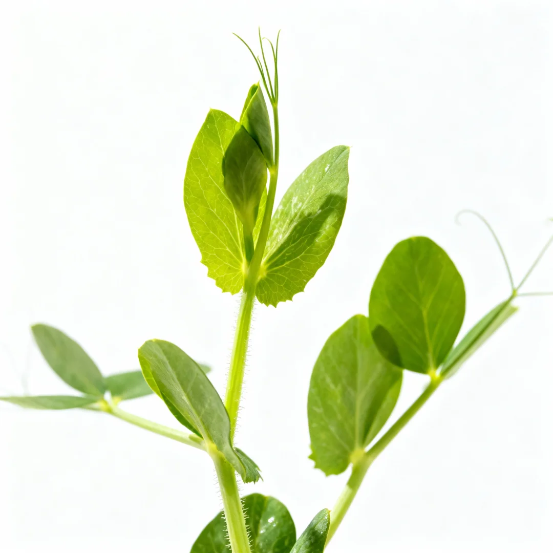 这几种蔬菜苗你还认识几个？