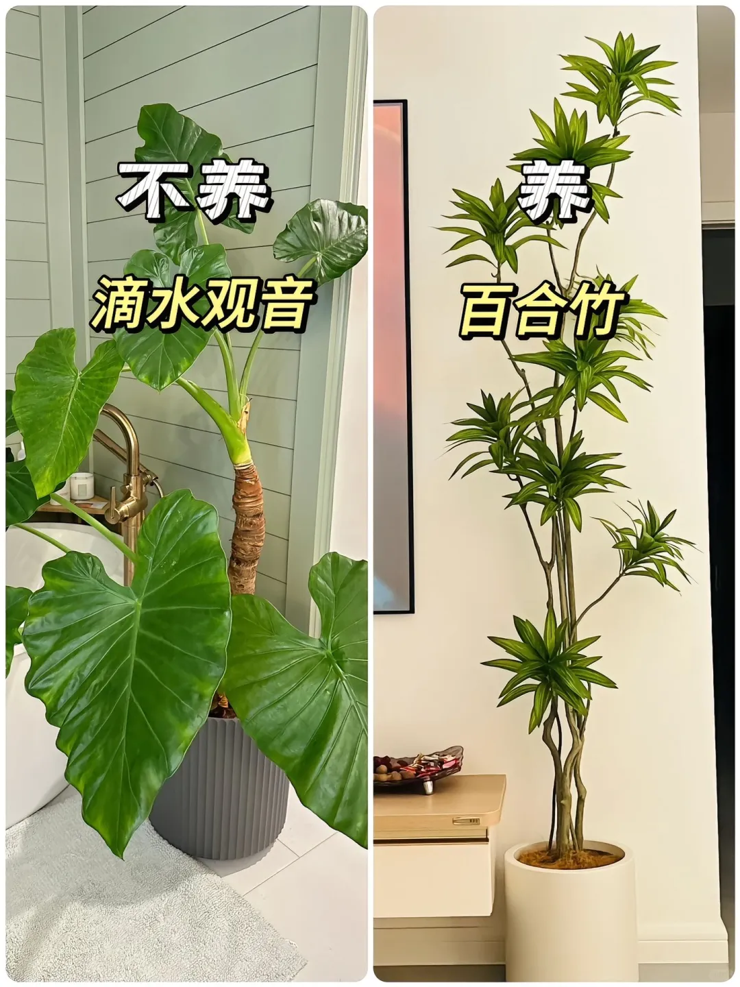 适合懒人养的高颜值绿植?！