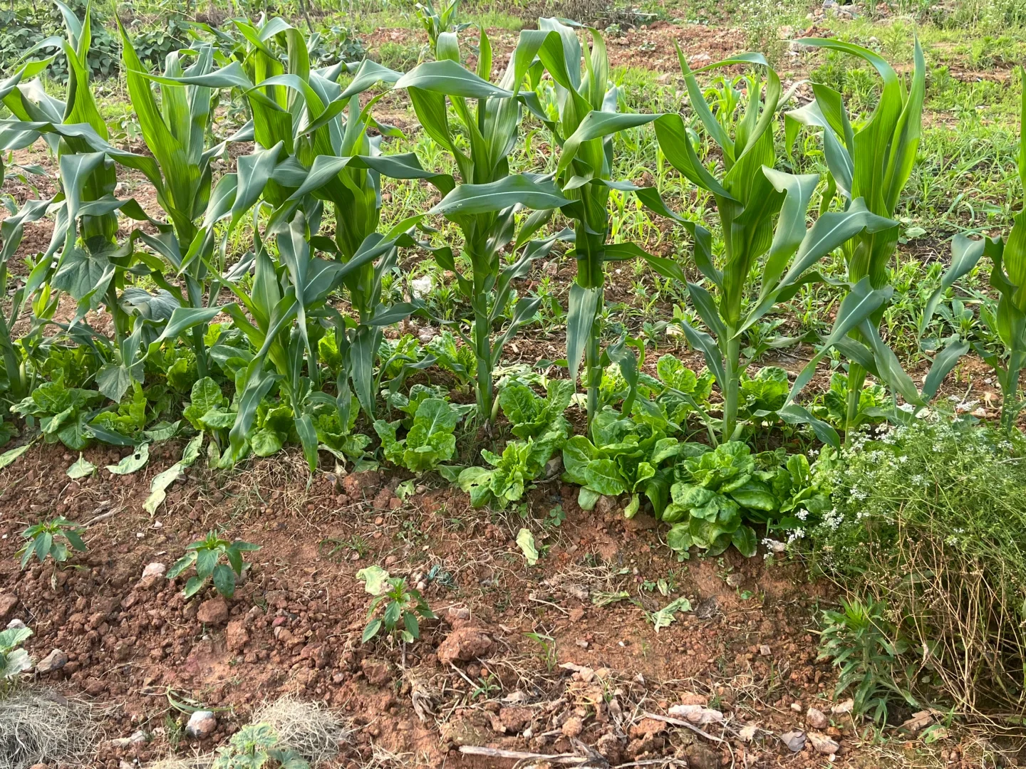期待收获的季节