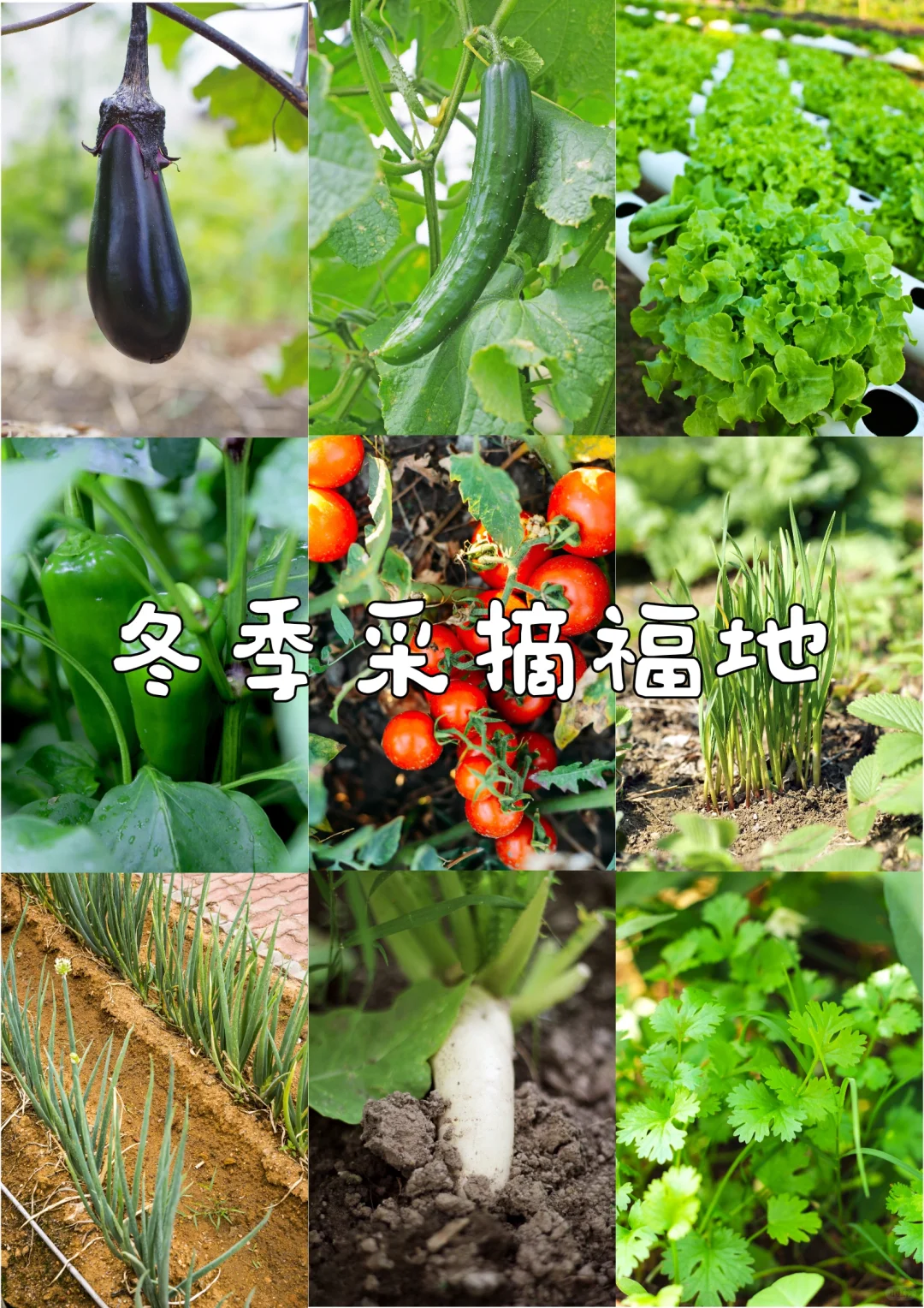 北京农场四季蔬菜不间断，冬季采摘不停歇！