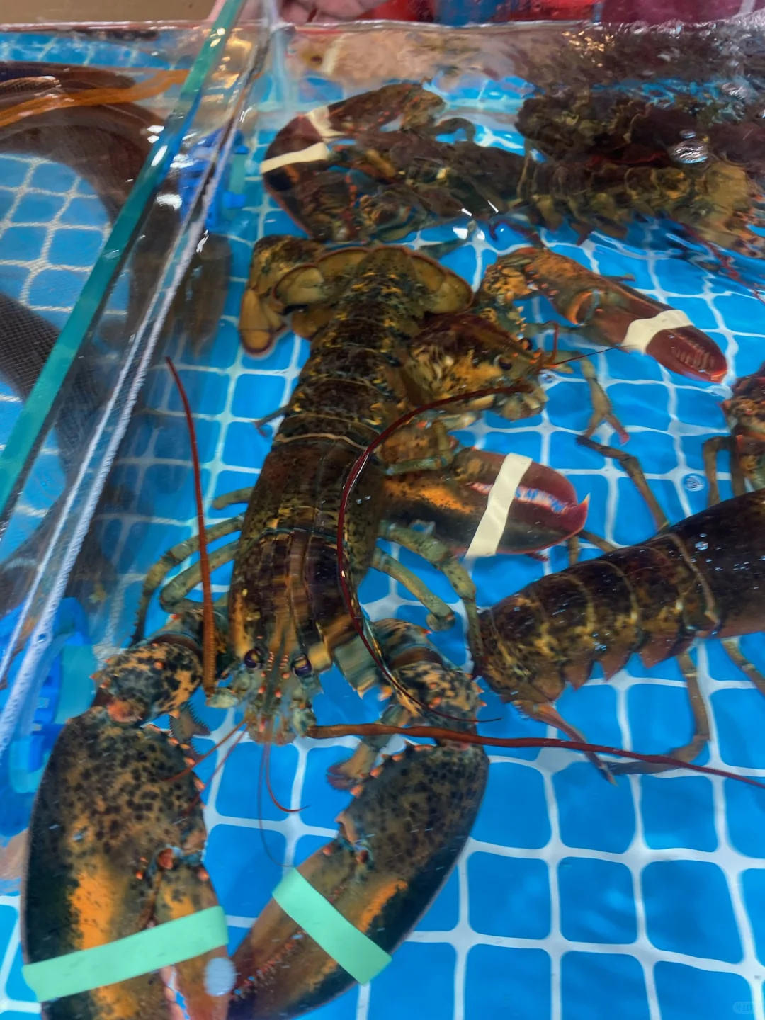 12.4海鲜实时报价｜北海吃海鲜就来市场加工