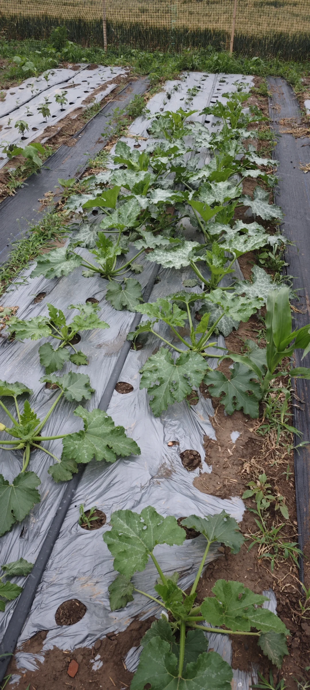 记录一下农场菜地的现状