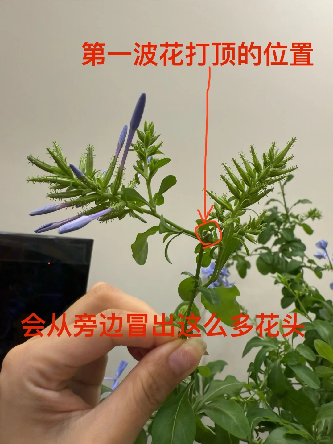 你离一盆爆盆的蓝雪花只有一步之遥