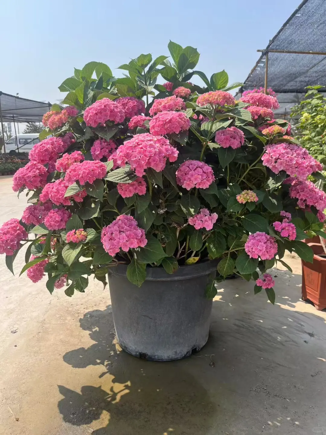 北京同城绿植基地