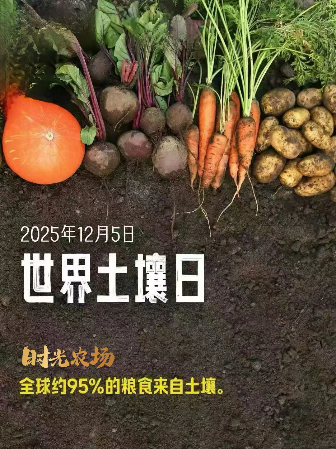 修复土壤从时光农场的一米菜园开始