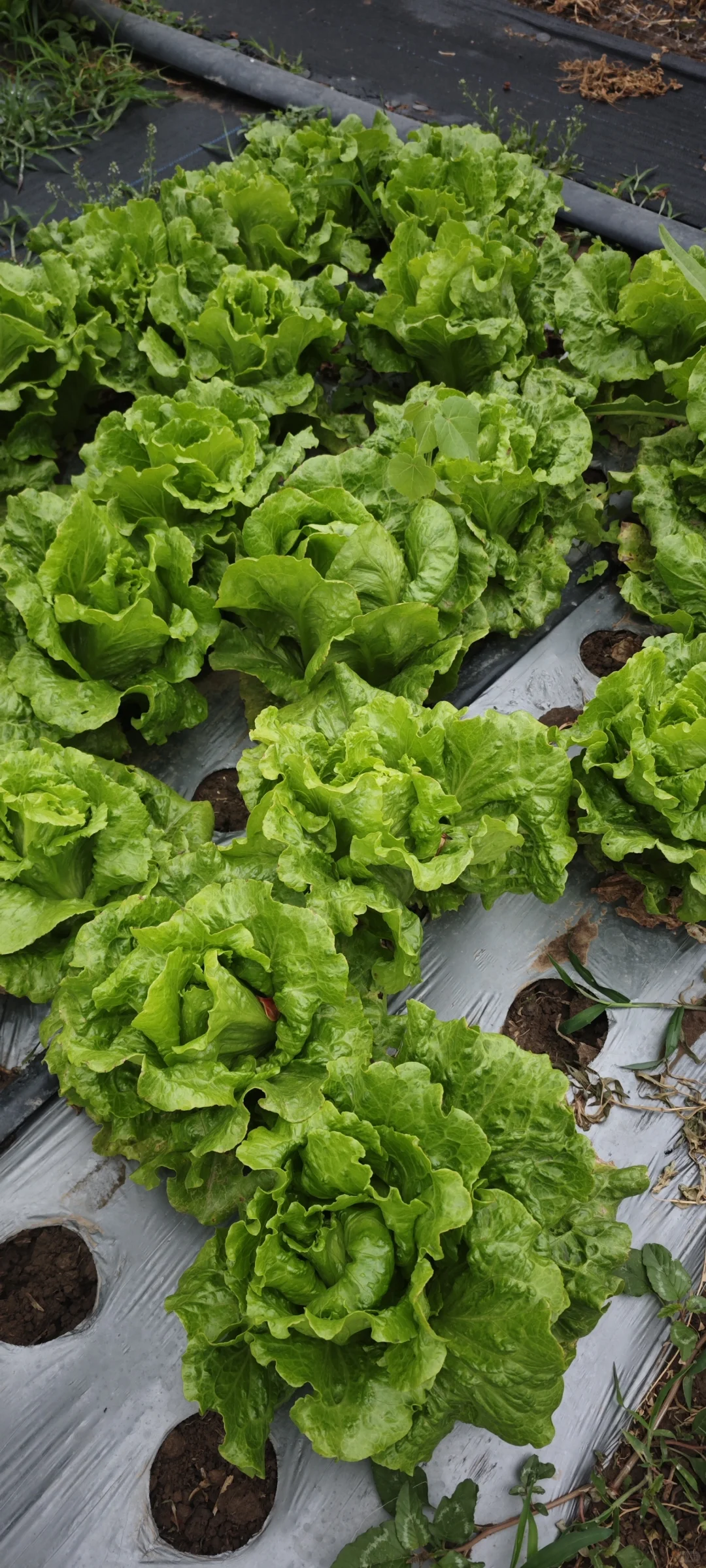 记录一下农场菜地的现状