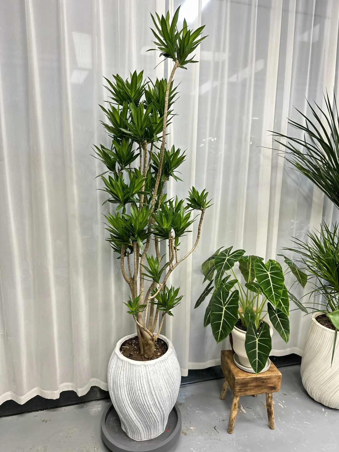 想看看你们的绿植！